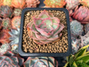 Echeveria 'Santa Barbara' 1" Succulent Plant