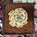 Echeveria 'Compton Carousel' 1" Succulent Plant