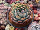 Echeveria 'Starmark' 4" Succulent Plant