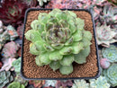 Echeveria Agavoides 'Amethyst' 3" Succulent Plant