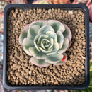 Echeveria 'Compton Carousel' Variegated 1" Succulent Plant