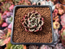 Echeveria Agavoides 'Black Cat' 1" Succulent Plant