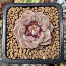 Echeveria 'Red Velvet' 1"-2" Succulent Plant