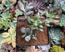 Cotyleydon Orbiculata Var. 'Hoppi' Variegated 3" Succulent Plant