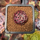 Echeveria 'Black Smoke' 1" Small Succulent Plant