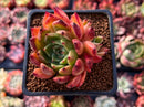 Echeveria Agavoides 'Cream Puff' 2" Cluster Succulent Plant