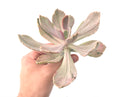 Echeveria 'Pampoteus' Variegated 6" (Not Jocelyn's Joy Variegated) Rare Succulent Plant