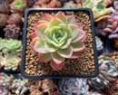Echeveria 'Mellow Yellow' 2" Succulent Plant