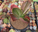 Echeveria 'Fimbriata' Variegated AKA 'Fasciculata' 5" Succulent Plant