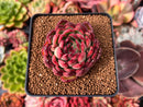 Echeveria Agavoides 'Pokeball' 2" Succulent Plant