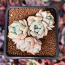 Echeveria 'Cream Puff' 2" Cluster Succulent Plant