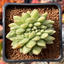 Echeveria Agavoides 'Maria' 1" Succulent Plant