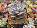 Echeveria 'Bianca' 2"-3" Succulent Plant