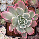Echeveria 'Luella' Variegated 3"-4" Succulent Plant