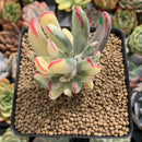 Cotyledon 'Orbiculata' Variegated 3" Succulent Plant