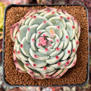 Echeveria 'Chihuahuaensis' 2"-3" Succulent Plant