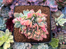 Echeveria 'Irish Domingo' Crested 3" Succulent Plant