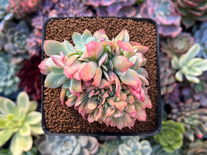 Echeveria 'Irish Domingo' Crested 3