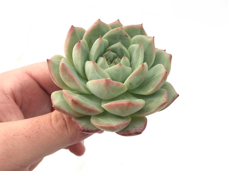 succulent line Echeveria 'Grid Line' 3" Rare Succulent Plant – True Succulents Plant Co