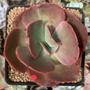 Echeveria 'Big Red' Hybrid 3" Succulent Plant