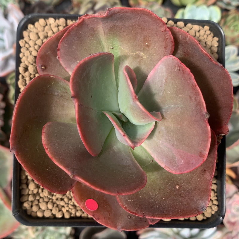 red leafed succulent Echeveria 'Big Red' Hybrid 3" Succulent Plant – True Succulents Plant Co