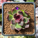 Echeveria 'Fushike' 1" Succulent Plant