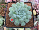 Echeveria 'Hearts Choice' 2"-3" Succulent Plant