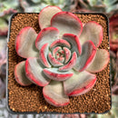 Echeveria 'Glam Pink' 2"-3" Succulent Plant