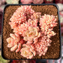 Echeveria 'Deren-Oliver' Crested 2"-3" Succulent Plant