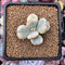 Cotyledon 'Orbiculata' Variegated 2" Succulent Plant
