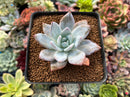 Echeveria 'Trumso' 2" Succulent Plant