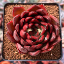 Echeveria Agavoides 'Signature' 3" Succulent Plant