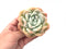 Echeveria ‘Icy Green’ Large 4" Succulent Plant