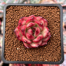 Echeveria Agavoides 'Tim' 1" Succulent Plant