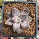 Echeveria 'Xichuensis' 2" Succulent Plant