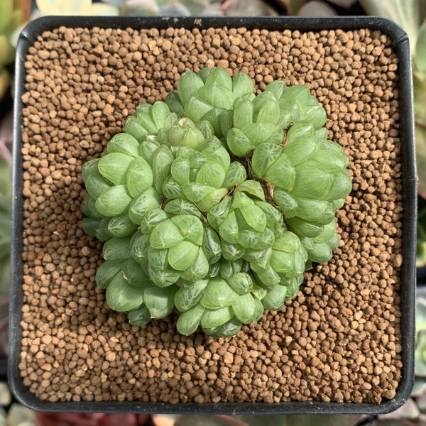 clear haworthia succulent Haworthia Cymbiformis var. 'Obtusa' 2"-3" Cluster Succulent Plant – True Succulents  Plant Co