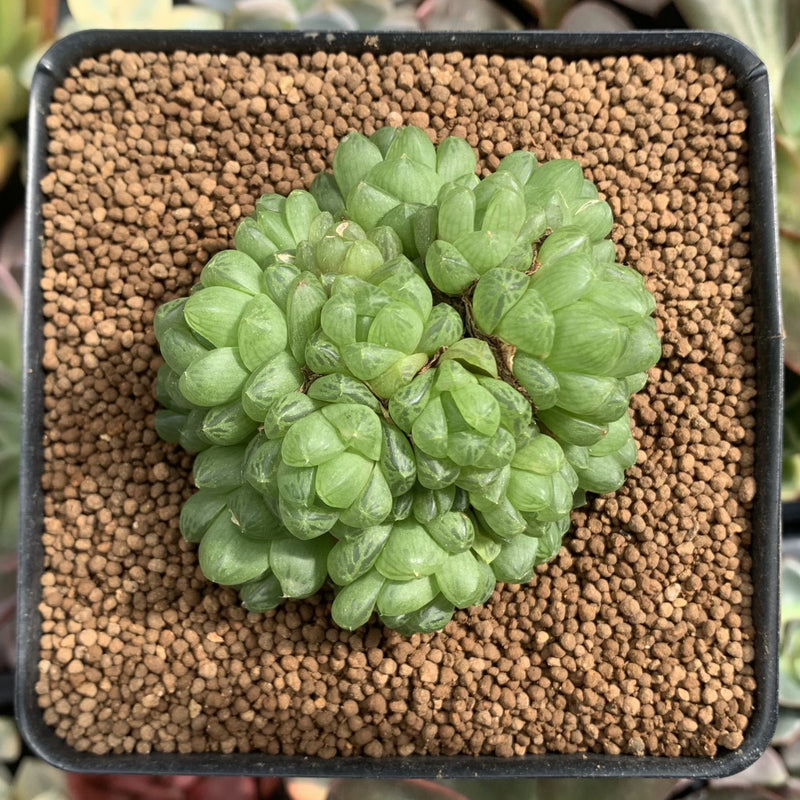 obtusa succulent Haworthia Cymbiformis var. 'Obtusa' 2"-3" Cluster Succulent Plant – True Succulents  Plant Co