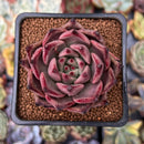Echeveria Agavoides 'Taurus' 2"-3" Succulent Plant