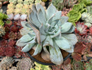 Echeveria 'Manner Queen' 4"-5" Cluster Succulent Plant