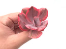 Echeveria 'Angel Wing' Variegated 2"-3" Rare Succulent Plant