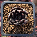 Echeveria 'Blackbird' 1" Succulent Plant