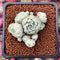 Echeveria 'Sugar Princess' 1" Cluster Succulent Plant