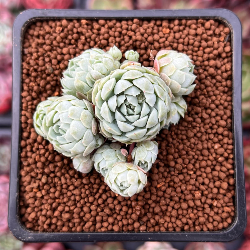 sugar and succulents Echeveria 'Sugar Princess' 1" Cluster Succulent Plant – True Succulents Plant Co