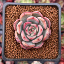 Echeveria 'Glam Pink' 1" Succulent Plant