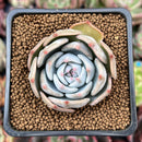 Echeveria 'Steel Heart' 1" Succulent Plant