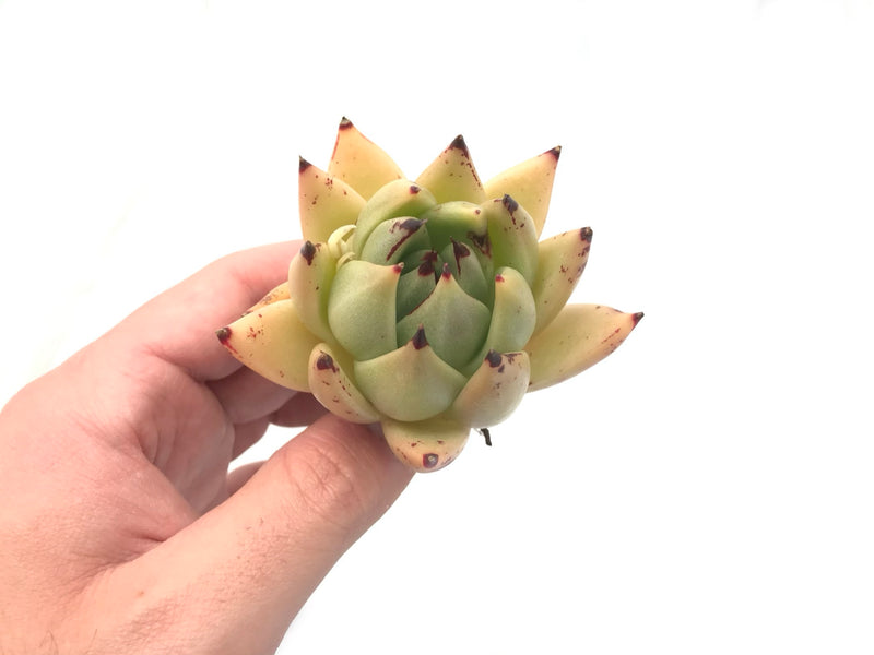 Echeveria Agavoides ‘Royal’ 3” Rare Succulent Plant