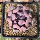 Echeveria 'Cupid' 2" Succulent Plant