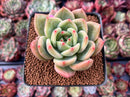 Echeveria 'Rainbow Charlotte' 2"-3" Succulent Plant