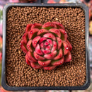 Echeveria Agavoides 'Cagliari' 1" Succulent Plant