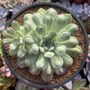 Echeveria 'Hearts Choice' 4"-5" Large Succulent Plant